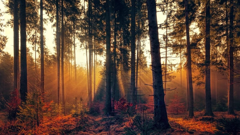 Enchanted Forest Theme